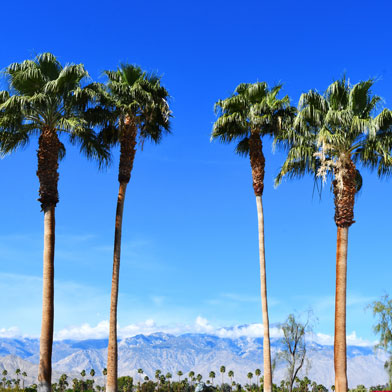 BNP Paribas Open Beautiful scenery during Indian Wells Tennis Tournament